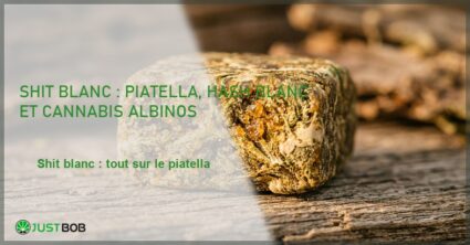 Banner de l'article shit blanc : piatella, hash blanc et cannabis albinos