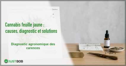 Banner de l'article cannabis feuille jaune : causes, diagnostic et solutions