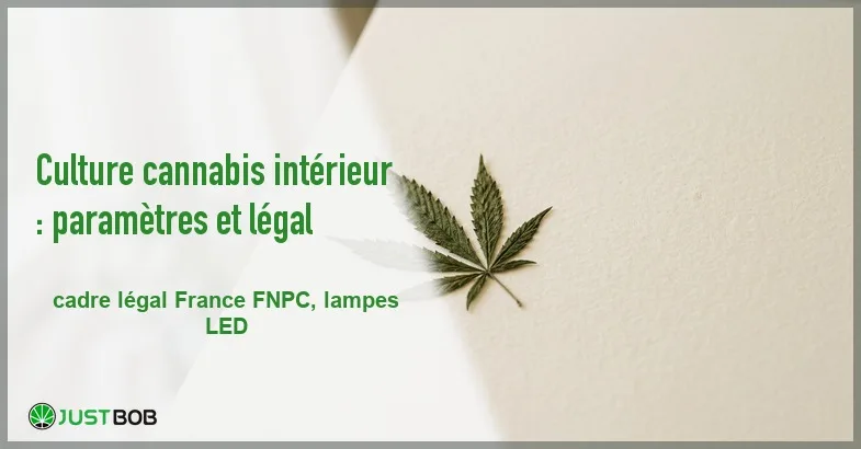 featured-cannabis-interieur Banner de l'article culture cannabis intérieur : paramètres et légal