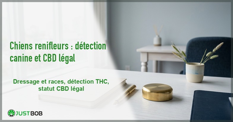 Banner de l'article chiens renifleurs : detection canine et cbd legal