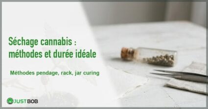 Banner de l'article séchage cannabis : méthodes et durée idéale