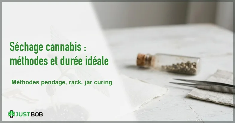 featured-comment-faire-secher-le-cannabis Banner de l'article séchage cannabis : méthodes et durée idéale
