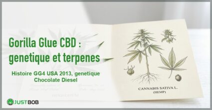 Banner de l'article gorilla glue cbd : génétique et terpènes