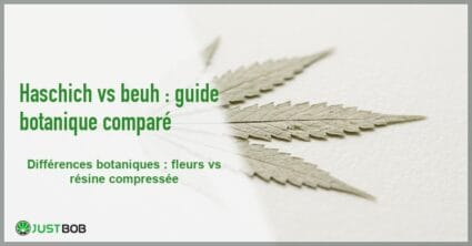 Banner de l'article haschich vs beuh : guide botanique compare