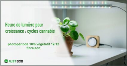 Banner de l'article heure de lumière pour croissance : cycles cannabis