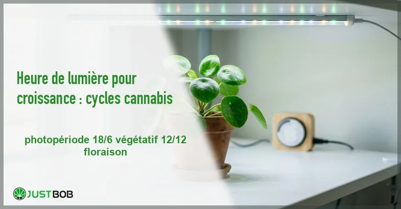 featured-heure-de-lumiere-pour-croissance Banner de l'article heure de lumière pour croissance : cycles cannabis