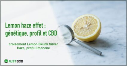 Banner de l'article lemon haze effet : génétique, profil et cbd