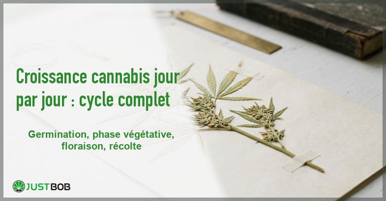 Banner de l'article croissance cannabis jour par jour : cycle complet