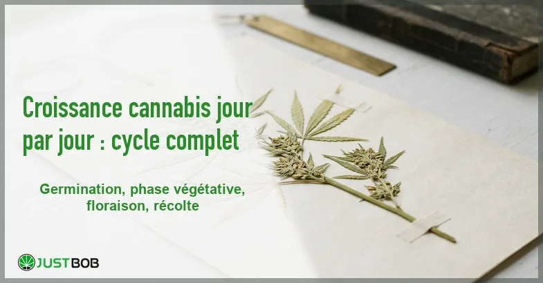 Banner de l'article croissance cannabis jour par jour : cycle complet