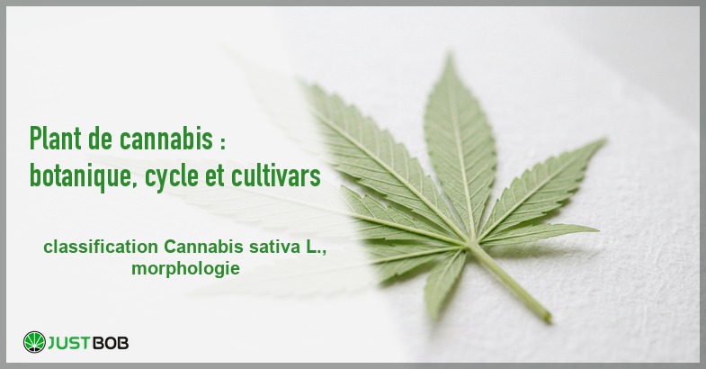 Banner de l'article plant de cannabis : botanique, cycle et cultivars