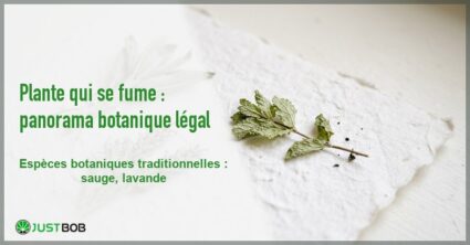 Banner de l'article plante qui se fume : panorama botanique legal