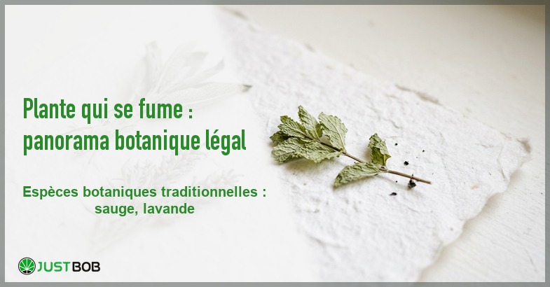 Banner de l'article plante qui se fume : panorama botanique legal