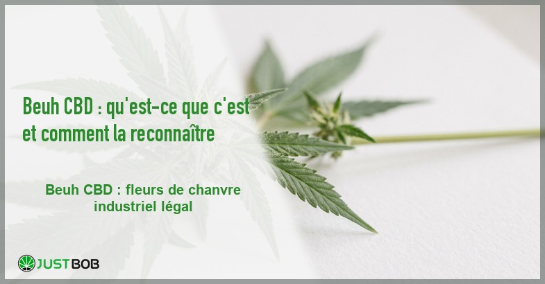 Banner de l'article beuh cbd : qu'est-ce que c'est et comment la reconnaître