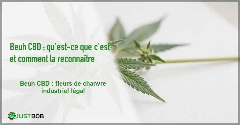 featured-qu-est-ce-que-la-beuh-cbd Banner de l'article beuh cbd : qu'est-ce que c'est et comment la reconnaître