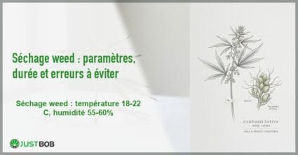 Banner de l'article séchage weed : paramètres, durée et erreurs à éviter