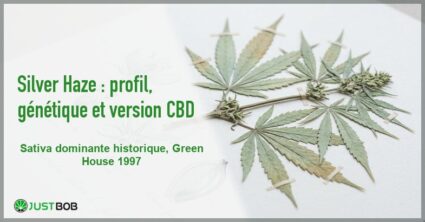 Banner de l'article silver haze : profil, génétique et version cbd