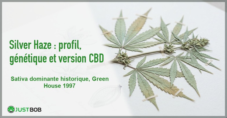 Banner de l'article silver haze : profil, génétique et version cbd