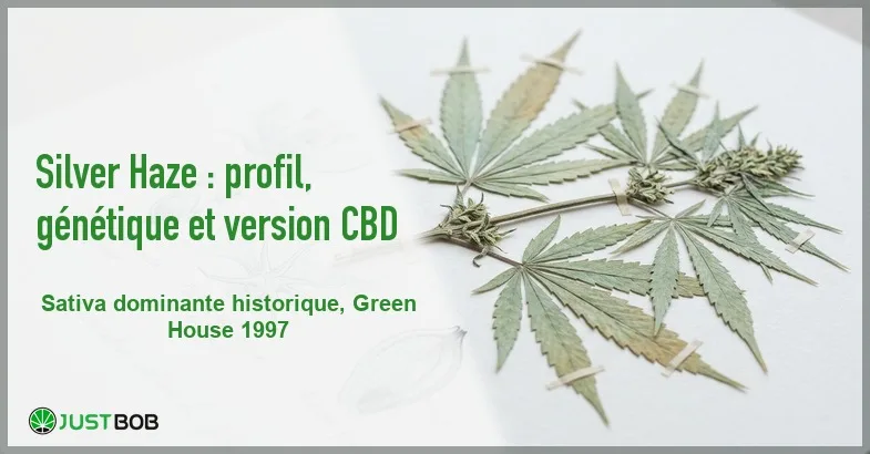 featured-silver-haze Banner de l'article silver haze : profil, génétique et version cbd