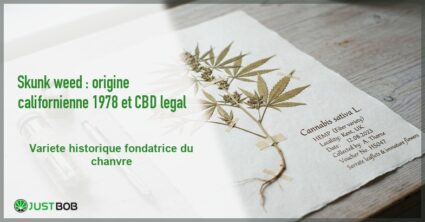 Banner de l'article skunk weed et version cbd