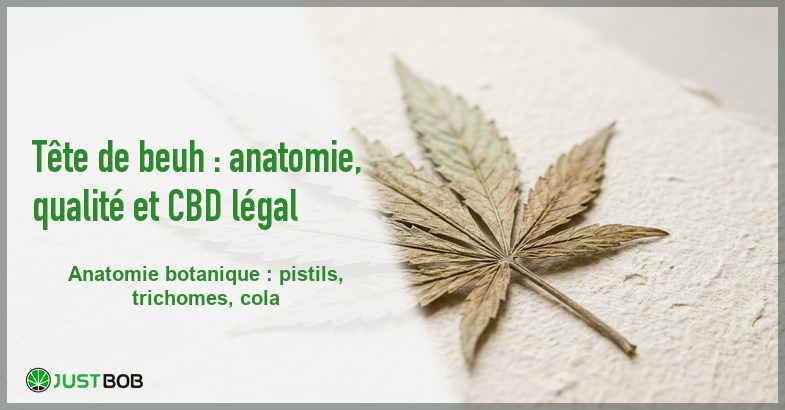Banner de l'article tete de beuh : anatomie, qualite et cbd legal