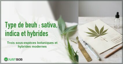 Banner de l'article type de beuh : sativa, indica et hybrides