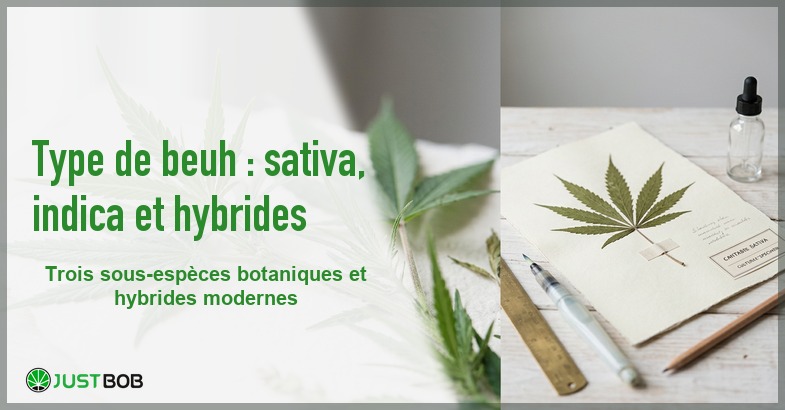 Banner de l'article type de beuh : sativa, indica et hybrides
