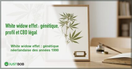 Banner de l'article white widow effet : génétique, profil et cbd légal