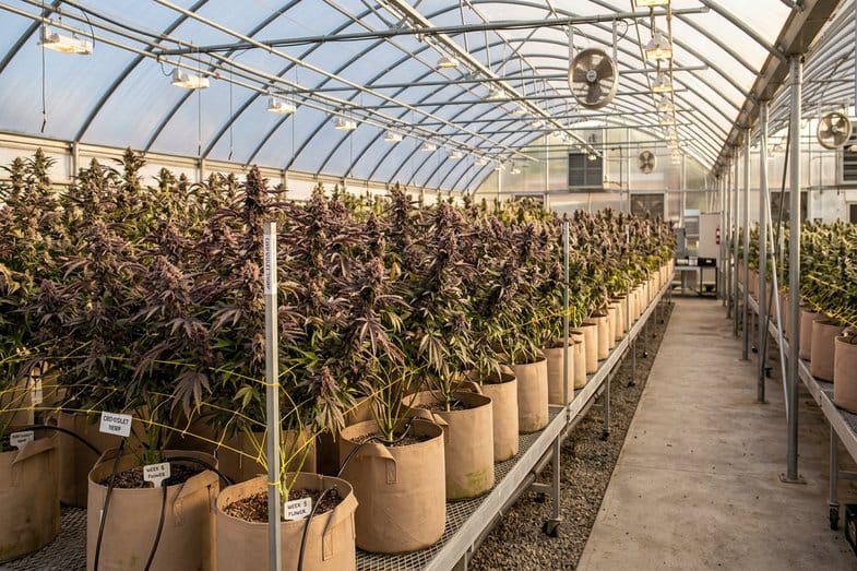 beuh-violette-anthocyanes-fleurs-pigments Serre commerciale de culture de chanvre CBD avec variétés violettes en floraison alignées dans des pots fabric, coloration anthocyanique des feuilles visible en fin de floraison