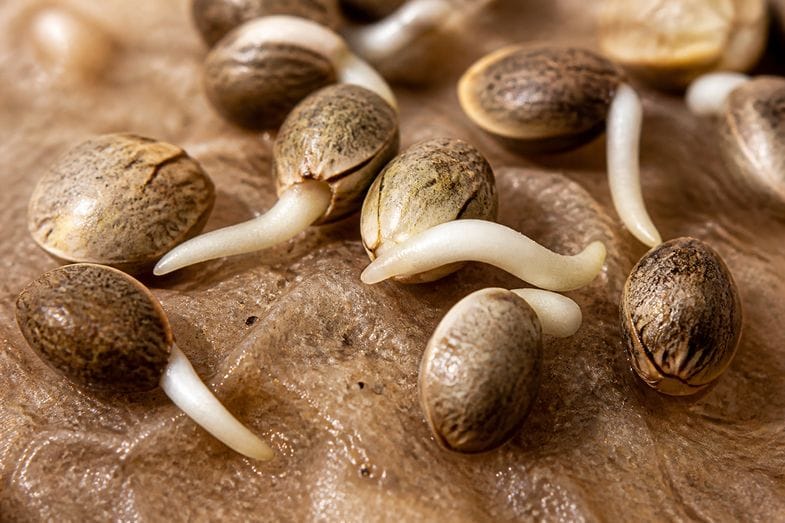 Vue éditoriale botanique de graines de chanvre industriel européen avec radicules en émergence sur substrat humide sous lumière naturelle douce