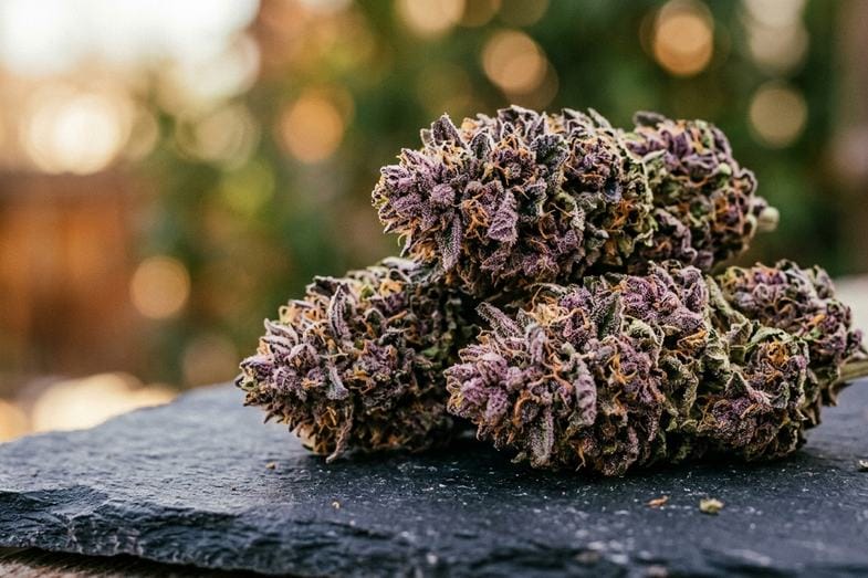 variete-violette-cbd-trichomes-anthocyanes Inflorescences de chanvre CBD aux teintes mauves et violettes sur ardoise sombre avec calices fortement pigmentés en gros plan