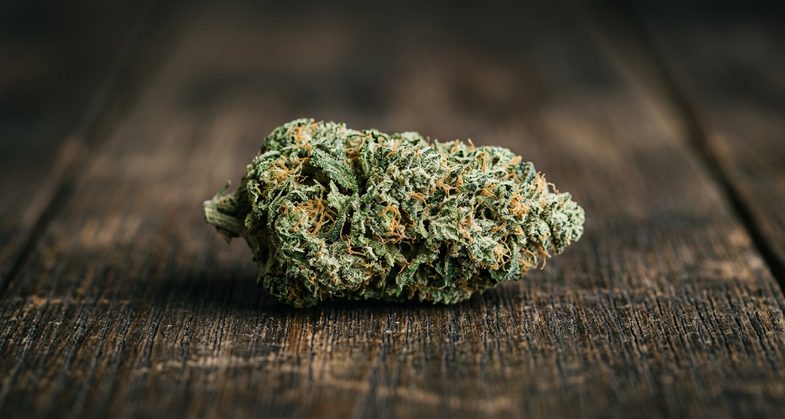 Fleur de chanvre CBD dense et resineuse posee sur une table en bois sombre