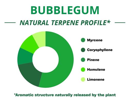 Diagramme circulaire du profil terpénique de la variété Bubblegum