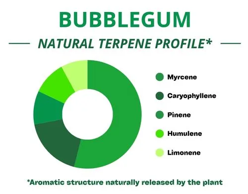 Diagramme circulaire du profil terpénique de la variété Bubblegum