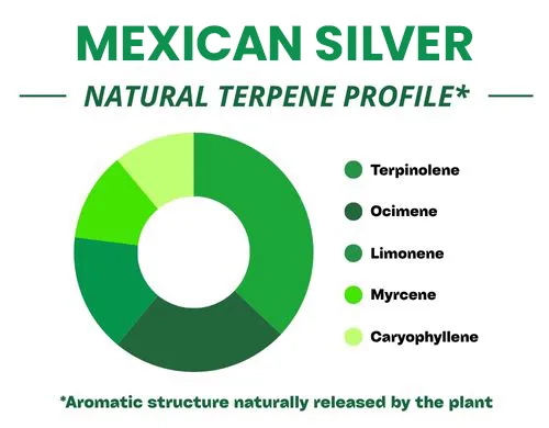 Diagramme circulaire du profil terpénique de la variété Mexican Silver