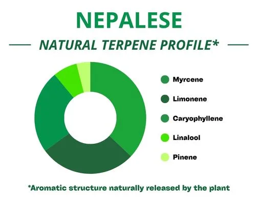 Diagramme circulaire du profil terpénique de la variété Nepalese