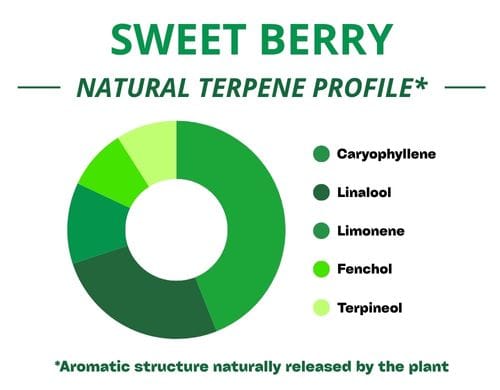 Diagramme circulaire du profil terpénique de la variété Sweet Berry