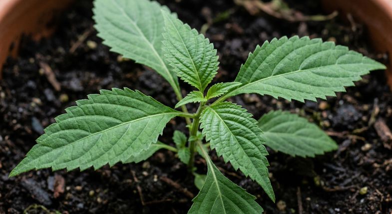 Feuilles larges ovales vertes de Salvia divinorum plante endémique du Mexique photographiees en macro