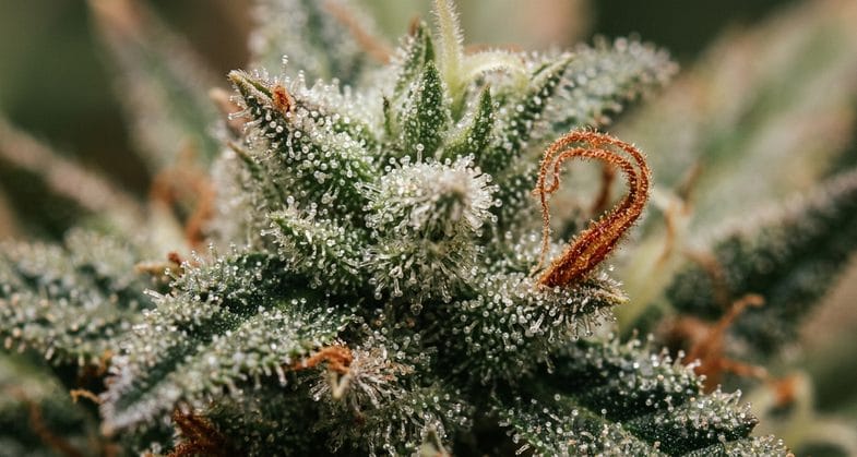 Macrophotographie de trichomes glandulaires brillants sur une fleur de chanvre industriel CBD après séchage et curing contrôlé