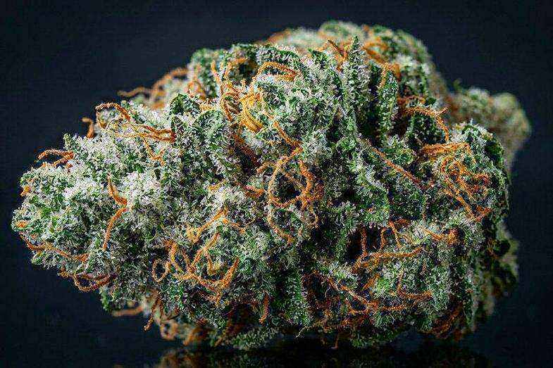 Macrophotographie d'un bourgeon de silver haze recouvert de trichomes argentés denses avec pistils oranges sur fond noir studio illustrant la génétique caractéristique de cette lignée historique d'Amsterdam