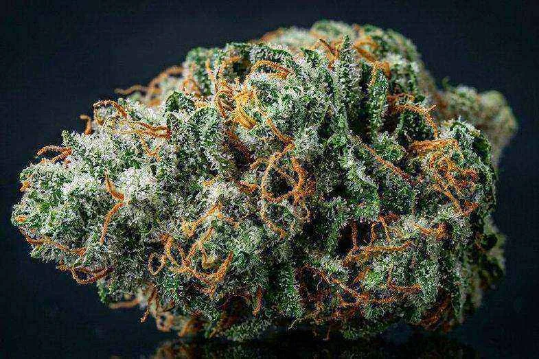 Macrophotographie d'un bourgeon de silver haze recouvert de trichomes argentés denses avec pistils oranges sur fond noir studio illustrant la génétique caractéristique de cette lignée historique d'Amsterdam