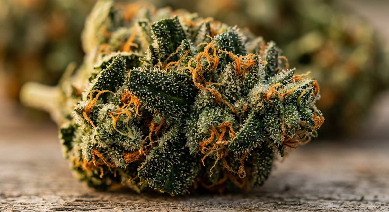 Macrophotographie extrême d'une fleur de chanvre fraîche avec trichomes glandulaires résineux brillants, calice vert émeraude et pistils orange vif, référence botanique