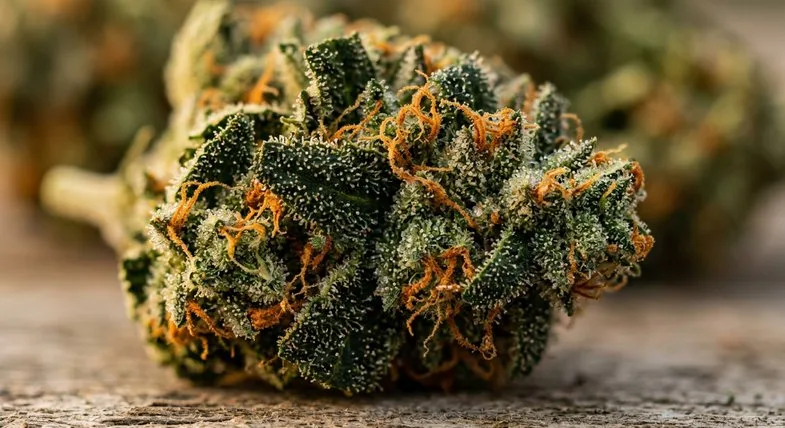 Macrophotographie extrême d'une fleur de chanvre fraîche avec trichomes glandulaires résineux brillants, calice vert émeraude et pistils orange vif, référence botanique