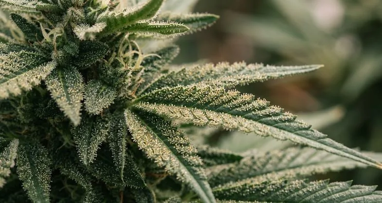 Fleur de chanvre couverte de trichomes cristallins en macrophotographie
