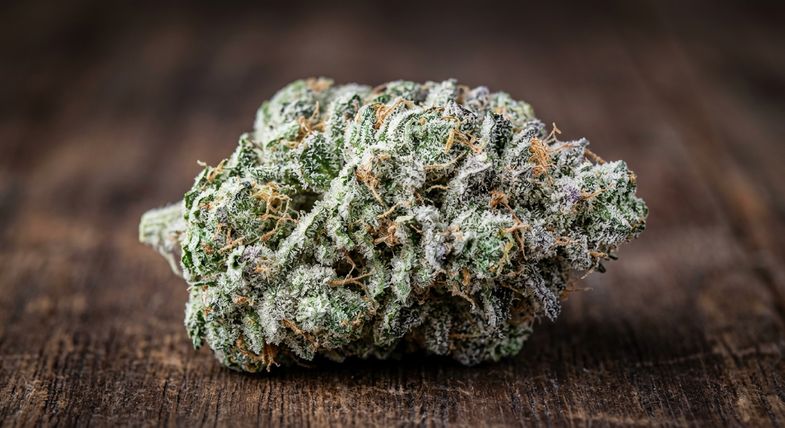 Macrophotographie de trichomes denses sur une inflorescence de chanvre CBD de type White Widow