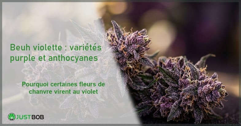 beuh-violette-cannabis-purple-banner Banner éditorial illustrant l'article sur la beuh violette avec macro de fleurs de chanvre CBD aux teintes violettes et bleutées