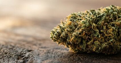 Banner éditorial illustrant l'article sur le shit blanc avec macro de trichomes clairs sur fleur de chanvre CBD