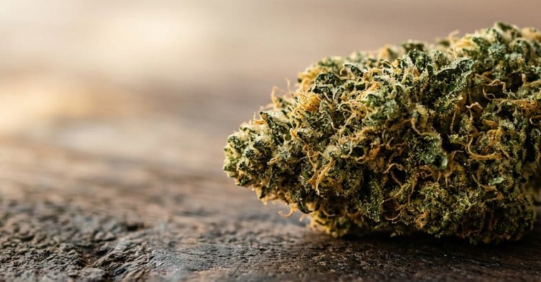shit-blanc-cannabis-albinos-banner Banner éditorial illustrant l'article sur le shit blanc avec macro de trichomes clairs sur fleur de chanvre CBD