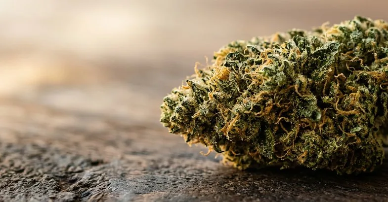 shit-blanc-cannabis-albinos-banner Banner éditorial illustrant l'article sur le shit blanc avec macro de trichomes clairs sur fleur de chanvre CBD