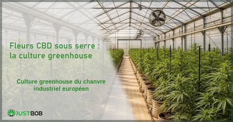 Vue éditoriale d'une serre agricole moderne avec plants de chanvre industriel européen sous lumière naturelle
