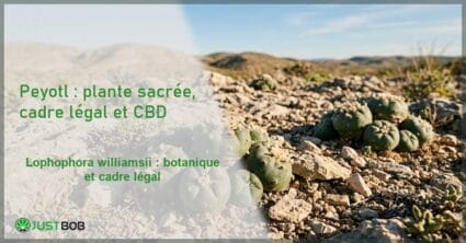 Banner éditorial sur le peyotl avec plusieurs cactus Lophophora williamsii groupés parmi les rochers et collines désertiques calcaires en arrière-plan